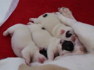 les bébés de Célia à 5 jours