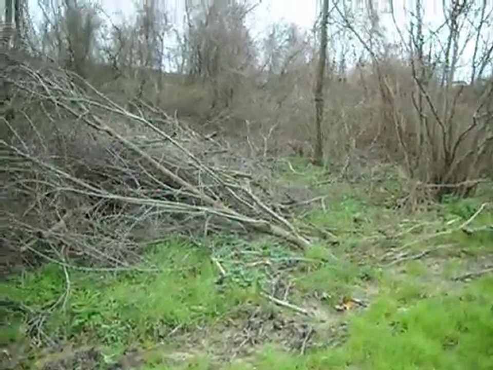 gordon setter çulluk2