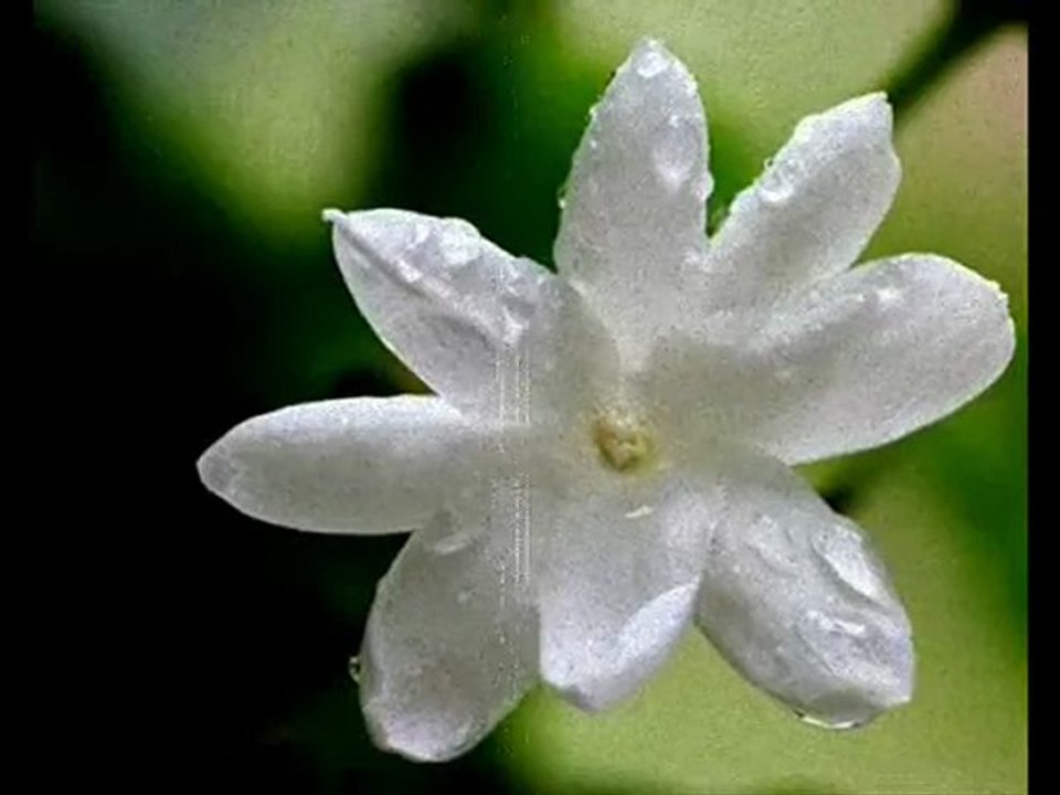 Bon Anniversaire Jasmine.
