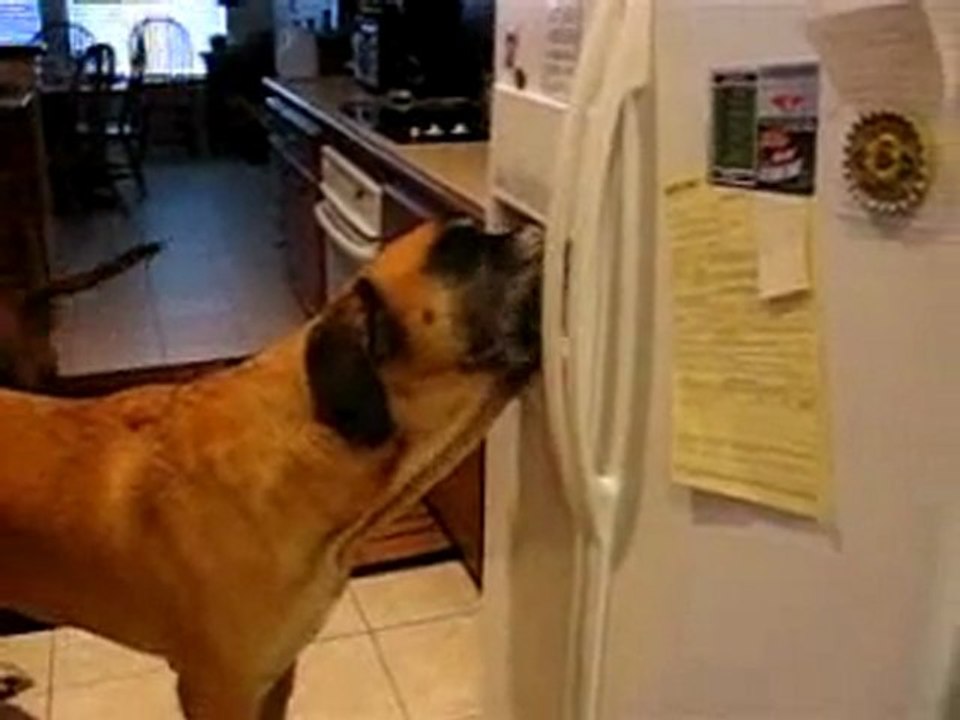 Un chien boit de l'eau dans le réfrigérateur