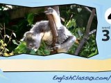 learn English- Learn with Australian animals video