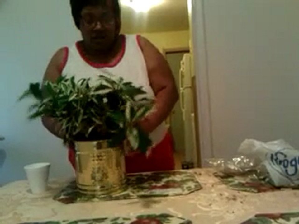 Deborah Harrell: Plants
