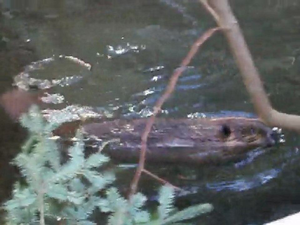 Le castor