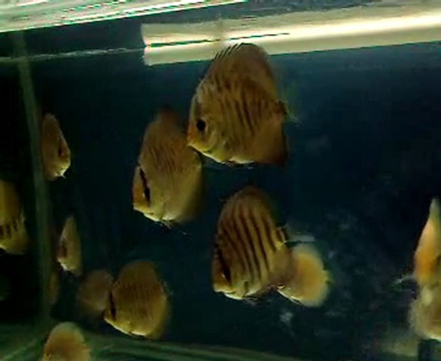 discus red valentine bss alenguer 4,5 aylık