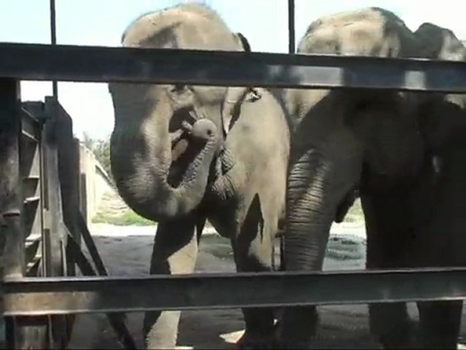 Eléphant