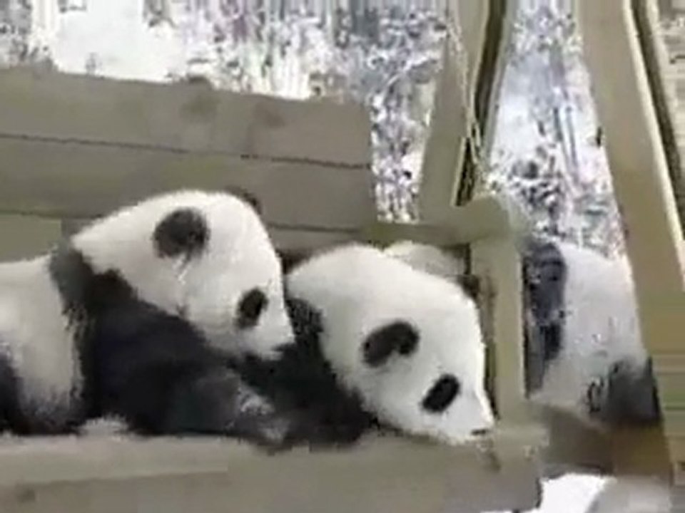 I panda giocherelloni