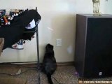 Gatto impazzisce per il puntatore laser