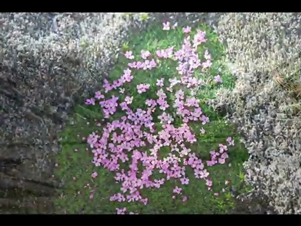 Nature Sauvage Islande Iceland wild