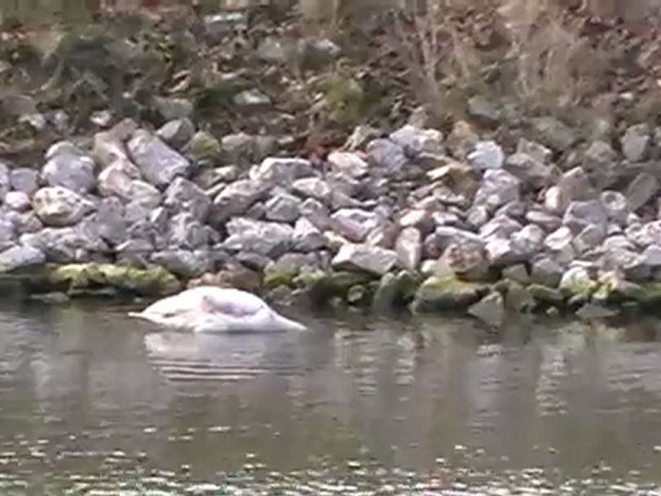 Un cyggne à la recherche de moules