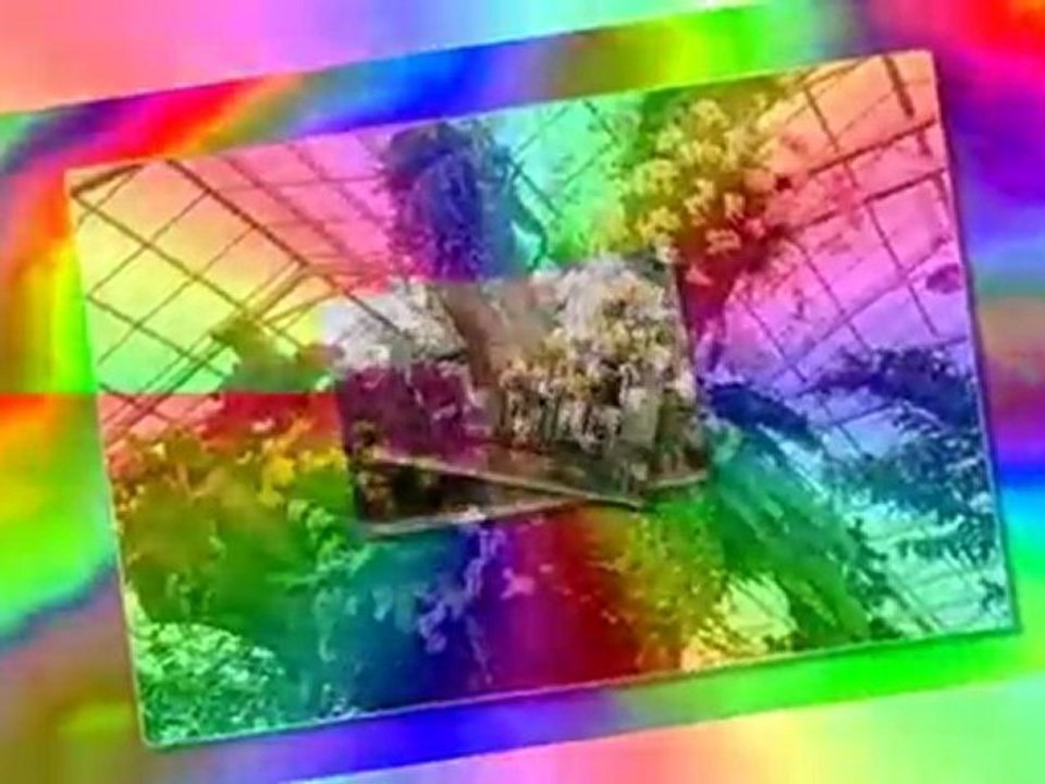 WYSTAWA :   O R C H I D E I