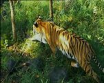 gros plan sur les tigres- Petits casse-cous (2)
