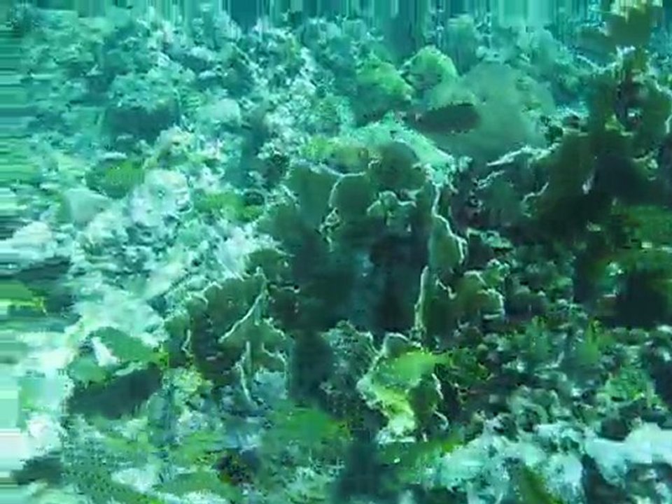 Ilet à Cabrit / Archipel des Saintes (Guadeloupe / Antilles)