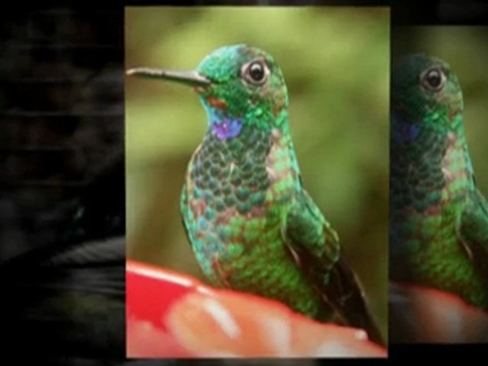 Nikon 8x42 Monarch ATB Binoculars