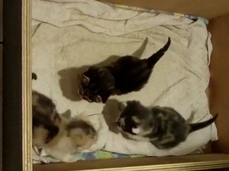 Chatons Cannelle 15/03/2010