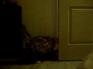 Un chat malin et écolo