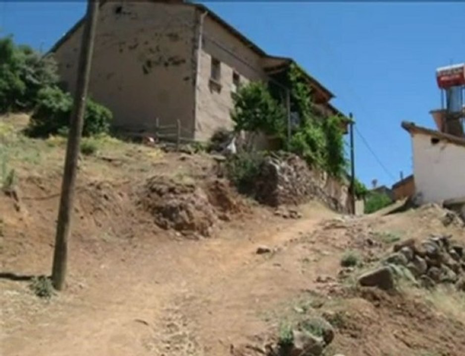 ardıç