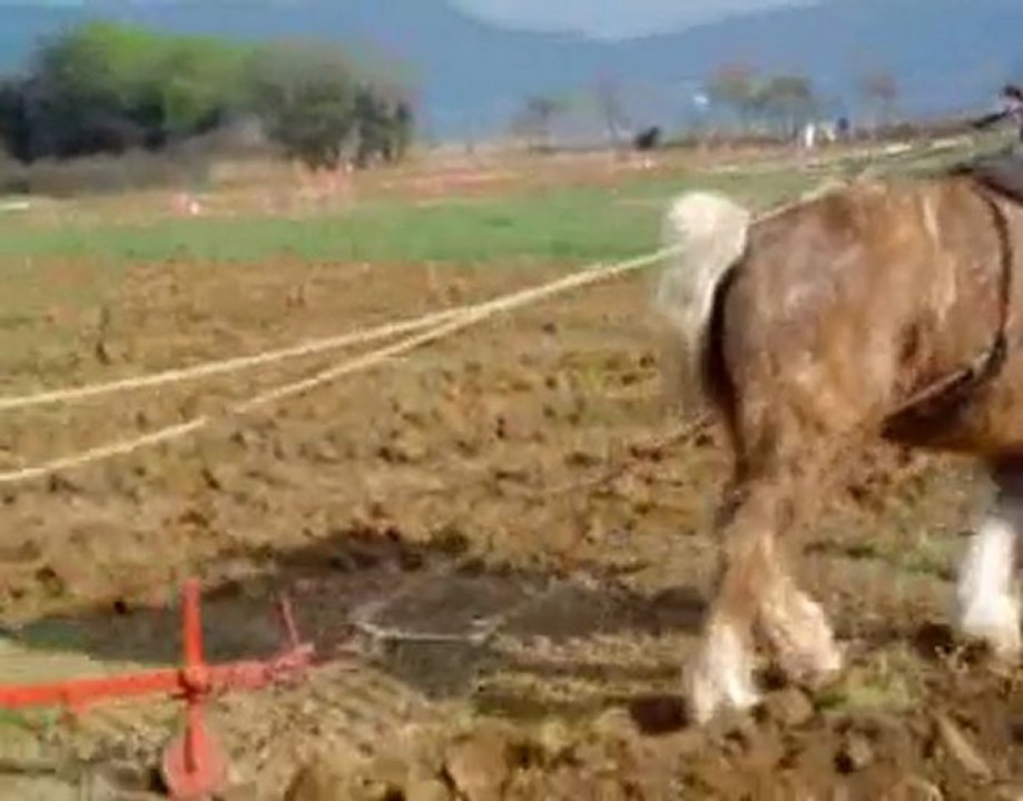 concours cheval de trait TRETS 2004