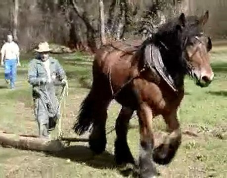 concours cheval de trait TRETS 2006