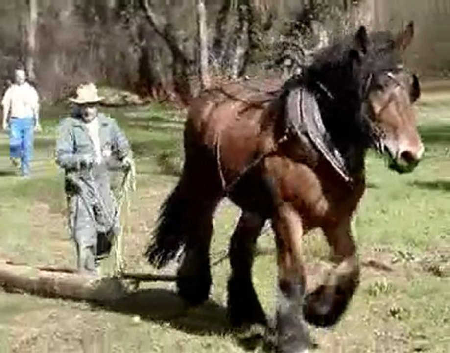 concours cheval de trait TRETS 2006