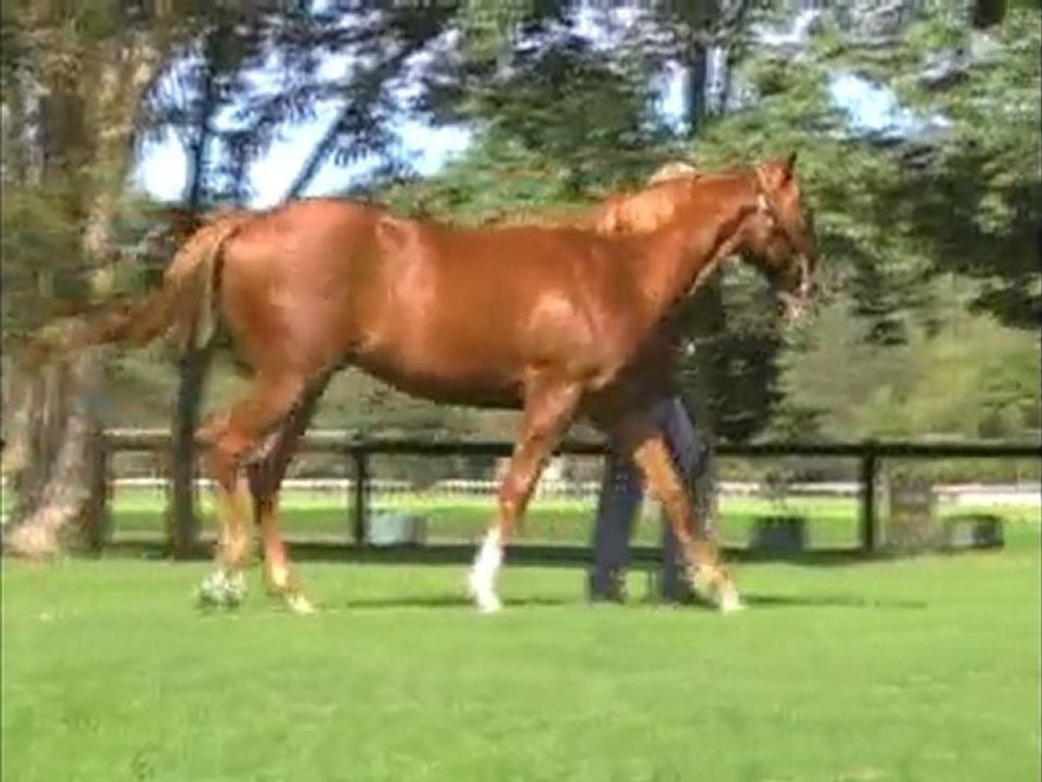 Snitzel ex Flames Of Paris parade