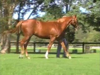 Snitzel ex Flames Of Paris parade