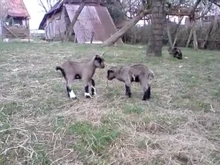 bicquets nains 3 jours 19.03.10_09.20