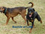 les chiens au refuge des Amis des Bêtes à Aix les Bains