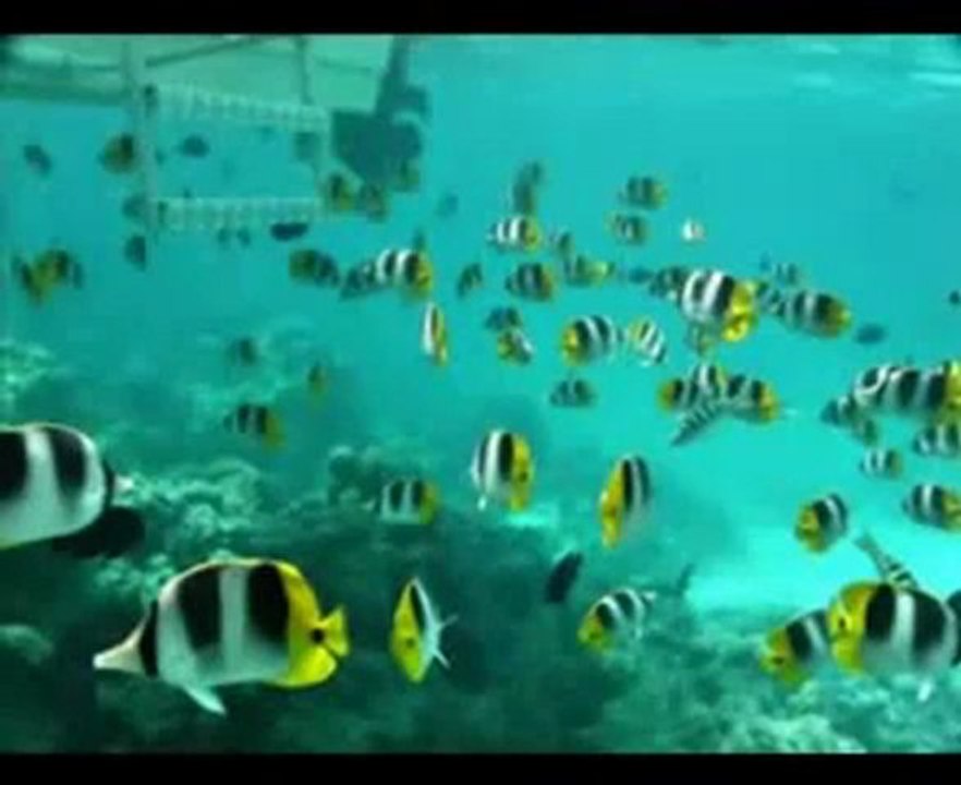 Sourat Al - mulk Saad Alghamidi