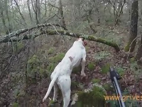 Bécasse - Chasse à la bécasse avec un Pointer - N°1 - Vidéo