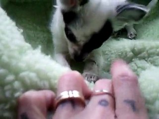 Troy Chihuahua a presque 3 mois