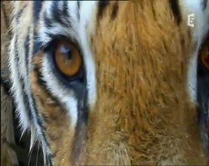 gros plan sur les tigres - apprentis chasseurs (3 et fin)