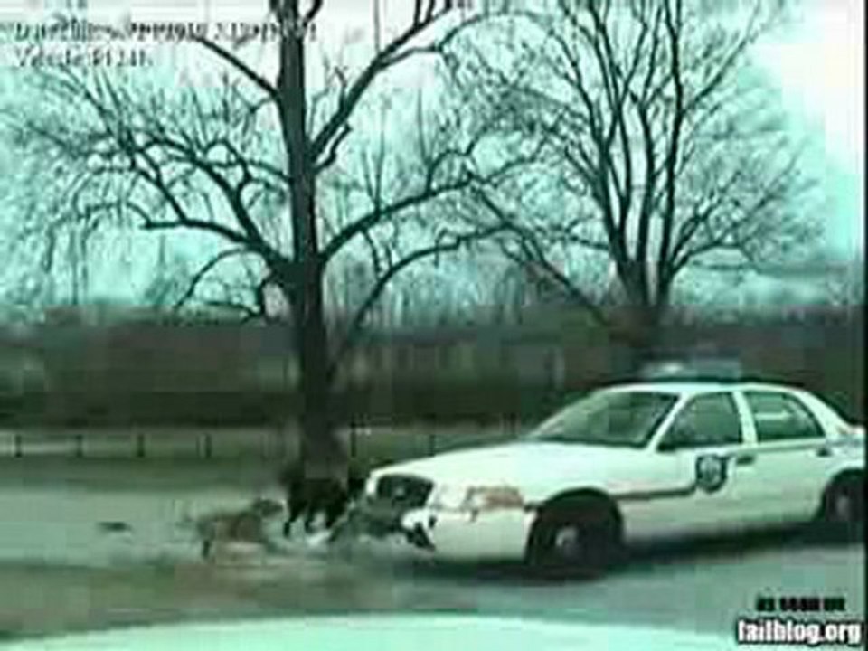 Dog WIN