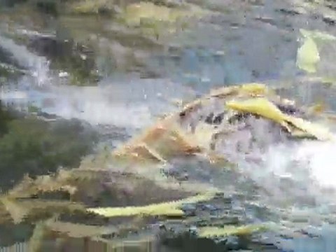 La loutre qui tourne, tourne, tourne...