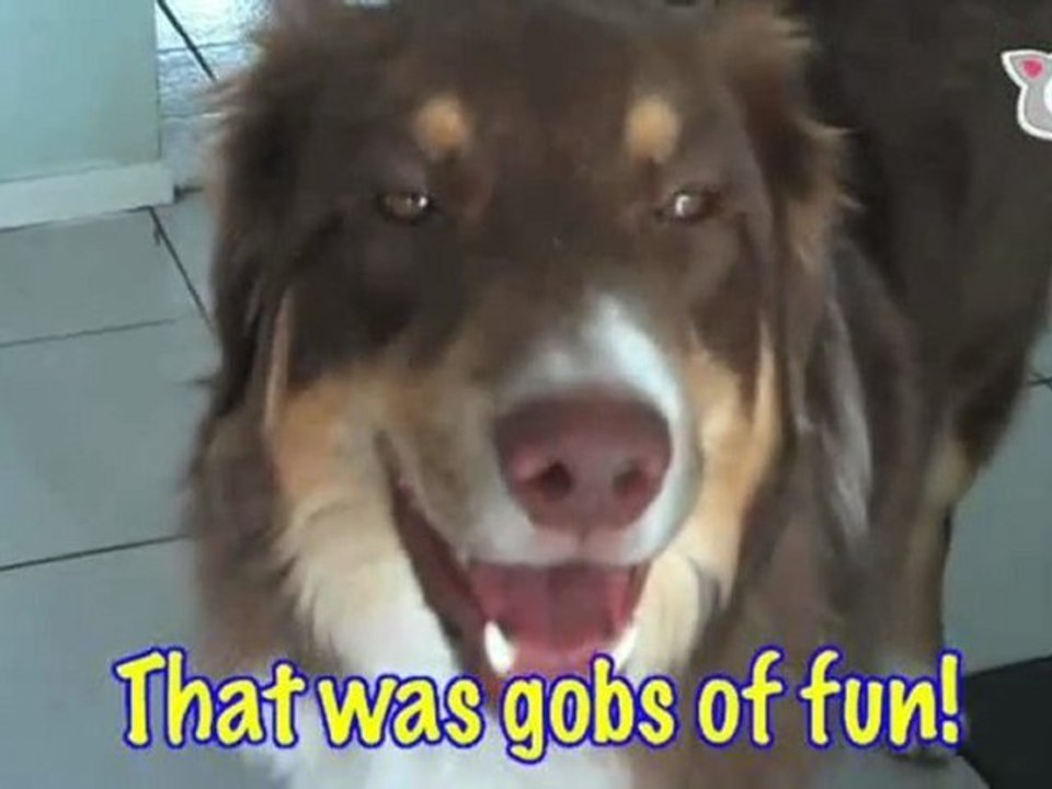 Ultra Fur Presents: "Cooper The Saucy Aussie”