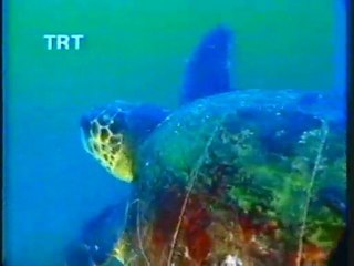 Derindeki Sırlar Caretta Caretta