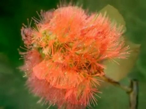 blind test musiques de pub