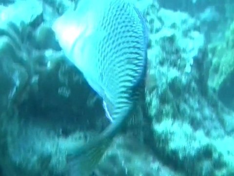 plongée WHITE ROCK Koh Tao Thailande