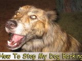 How To Stop My Dog Barking-Learn How To Stop My Dog Barking