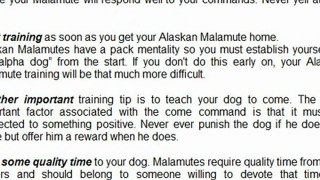 Train Your Alaskan Malamute