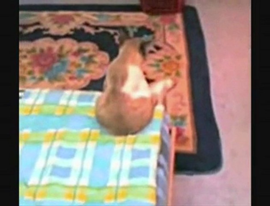 kedi
