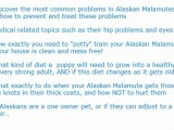 The Complete Guide To Alaskan Malamutes