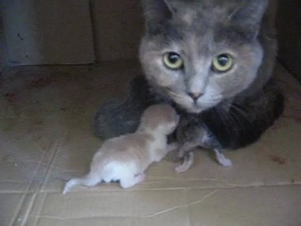 chatons juste nés