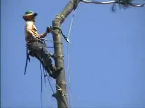 Régis coupe un arbre