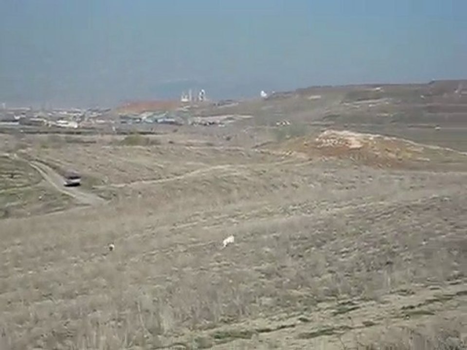 naz-jaryo.....çil keklik....