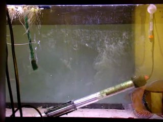 quarantaine discus Mara cana J+11