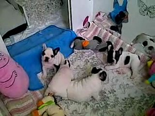 Les bébés de Divine angel et gino à 41 jours