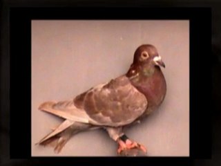 Pigeon Pals Racing Club Daily Results 242
