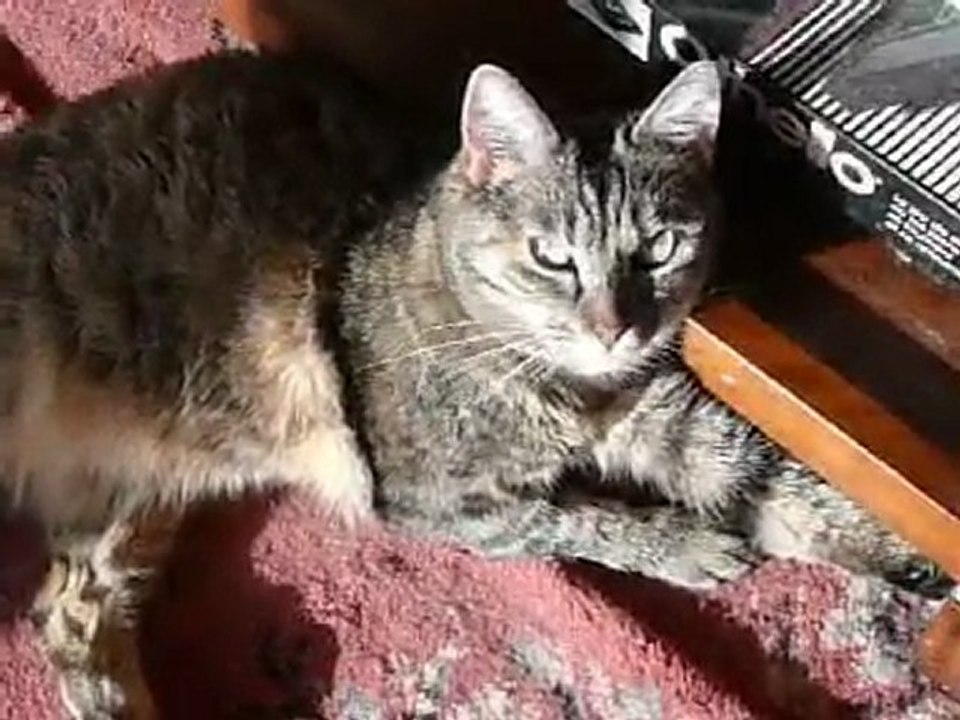 CHIPIE, MA CHATTE VOUDRAIT ETRE REINE