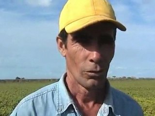 Productor agrícola de frijoles y otros cultivos