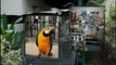 AVIARY BIRD SHOP BIRD CAGES SUPPLIES TOYS ACCESSORIES MIAMI